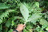  ( - BioBot06777)  @11 [ ] CreativeCommons - Attribution Non-Commercial Share-Alike (2010) Daniel H. Janzen Guanacaste Dry Forest Conservation Fund