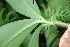  ( - BioBot06777)  @11 [ ] CreativeCommons - Attribution Non-Commercial Share-Alike (2010) Daniel H. Janzen Guanacaste Dry Forest Conservation Fund