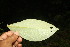  ( - BioBot06777)  @11 [ ] CreativeCommons - Attribution Non-Commercial Share-Alike (2010) Daniel H. Janzen Guanacaste Dry Forest Conservation Fund