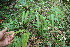  (Mabea occidentalis - BioBot06779)  @11 [ ] CreativeCommons - Attribution Non-Commercial Share-Alike (2010) Daniel H. Janzen Guanacaste Dry Forest Conservation Fund