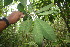  ( - BioBot06783)  @11 [ ] CreativeCommons - Attribution Non-Commercial Share-Alike (2010) Daniel H. Janzen Guanacaste Dry Forest Conservation Fund