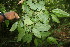  (Pleuranthodendron - BioBot06786)  @11 [ ] CreativeCommons - Attribution Non-Commercial Share-Alike (2010) Daniel H. Janzen Guanacaste Dry Forest Conservation Fund