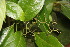 (Cordia croatii - BioBot06787)  @11 [ ] CreativeCommons - Attribution Non-Commercial Share-Alike (2010) Daniel H. Janzen Guanacaste Dry Forest Conservation Fund