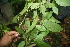  ( - BioBot06792)  @11 [ ] CreativeCommons - Attribution Non-Commercial Share-Alike (2010) Daniel H. Janzen Guanacaste Dry Forest Conservation Fund