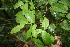  ( - BioBot06792)  @11 [ ] CreativeCommons - Attribution Non-Commercial Share-Alike (2010) Daniel H. Janzen Guanacaste Dry Forest Conservation Fund