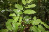  ( - BioBot06792)  @11 [ ] CreativeCommons - Attribution Non-Commercial Share-Alike (2010) Daniel H. Janzen Guanacaste Dry Forest Conservation Fund