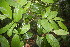  ( - BioBot06792)  @11 [ ] CreativeCommons - Attribution Non-Commercial Share-Alike (2010) Daniel H. Janzen Guanacaste Dry Forest Conservation Fund