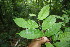  ( - BioBot06792)  @11 [ ] CreativeCommons - Attribution Non-Commercial Share-Alike (2010) Daniel H. Janzen Guanacaste Dry Forest Conservation Fund
