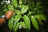  ( - BioBot06794)  @11 [ ] CreativeCommons - Attribution Non-Commercial Share-Alike (2010) Daniel H. Janzen Guanacaste Dry Forest Conservation Fund