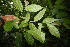  ( - BioBot06794)  @11 [ ] CreativeCommons - Attribution Non-Commercial Share-Alike (2010) Daniel H. Janzen Guanacaste Dry Forest Conservation Fund