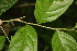  ( - BioBot06794)  @11 [ ] CreativeCommons - Attribution Non-Commercial Share-Alike (2010) Daniel H. Janzen Guanacaste Dry Forest Conservation Fund