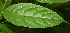  ( - BioBot06794)  @11 [ ] CreativeCommons - Attribution Non-Commercial Share-Alike (2010) Daniel H. Janzen Guanacaste Dry Forest Conservation Fund