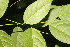  ( - BioBot06800)  @11 [ ] CreativeCommons - Attribution Non-Commercial Share-Alike (2010) Daniel H. Janzen Guanacaste Dry Forest Conservation Fund
