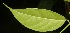  ( - BioBot06800)  @11 [ ] CreativeCommons - Attribution Non-Commercial Share-Alike (2010) Daniel H. Janzen Guanacaste Dry Forest Conservation Fund