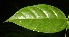 ( - BioBot06800)  @11 [ ] CreativeCommons - Attribution Non-Commercial Share-Alike (2010) Daniel H. Janzen Guanacaste Dry Forest Conservation Fund