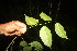  ( - BioBot06800)  @11 [ ] CreativeCommons - Attribution Non-Commercial Share-Alike (2010) Daniel H. Janzen Guanacaste Dry Forest Conservation Fund