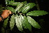  (Brosimum lactescens - BioBot06803)  @11 [ ] CreativeCommons - Attribution Non-Commercial Share-Alike (2010) Daniel H. Janzen Guanacaste Dry Forest Conservation Fund