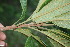  (Pouteria viridis - BioBot06805)  @11 [ ] CreativeCommons - Attribution Non-Commercial Share-Alike (2010) Daniel H. Janzen Guanacaste Dry Forest Conservation Fund