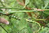  ( - BioBot06806)  @11 [ ] CreativeCommons - Attribution Non-Commercial Share-Alike (2010) Daniel H. Janzen Guanacaste Dry Forest Conservation Fund