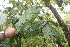  ( - BioBot06807)  @11 [ ] CreativeCommons - Attribution Non-Commercial Share-Alike (2010) Daniel H. Janzen Guanacaste Dry Forest Conservation Fund