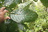  ( - BioBot06807)  @11 [ ] CreativeCommons - Attribution Non-Commercial Share-Alike (2010) Daniel H. Janzen Guanacaste Dry Forest Conservation Fund