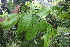  ( - BioBot06808)  @11 [ ] CreativeCommons - Attribution Non-Commercial Share-Alike (2010) Daniel H. Janzen Guanacaste Dry Forest Conservation Fund