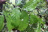  ( - BioBot06808)  @11 [ ] CreativeCommons - Attribution Non-Commercial Share-Alike (2010) Daniel H. Janzen Guanacaste Dry Forest Conservation Fund