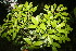  ( - BioBot06810)  @11 [ ] CreativeCommons - Attribution Non-Commercial Share-Alike (2010) Daniel H. Janzen Guanacaste Dry Forest Conservation Fund
