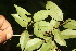  ( - BioBot06815)  @11 [ ] CreativeCommons - Attribution Non-Commercial Share-Alike (2010) Daniel H. Janzen Guanacaste Dry Forest Conservation Fund