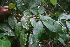  (Eugenia basilaris - BioBot06824)  @11 [ ] CreativeCommons - Attribution Non-Commercial Share-Alike (2010) Daniel H. Janzen Guanacaste Dry Forest Conservation Fund