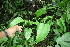  ( - BioBot06826)  @11 [ ] CreativeCommons - Attribution Non-Commercial Share-Alike (2010) Daniel H. Janzen Guanacaste Dry Forest Conservation Fund