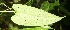  ( - BioBot06826)  @11 [ ] CreativeCommons - Attribution Non-Commercial Share-Alike (2010) Daniel H. Janzen Guanacaste Dry Forest Conservation Fund