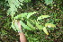  (Malpighiaceae Jorge225 - BioBot06831)  @11 [ ] CreativeCommons - Attribution Non-Commercial Share-Alike (2010) Daniel H. Janzen Guanacaste Dry Forest Conservation Fund