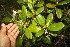  ( - BioBot06836)  @11 [ ] CreativeCommons - Attribution Non-Commercial Share-Alike (2010) Daniel H. Janzen Guanacaste Dry Forest Conservation Fund