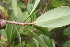  ( - BioBot06836)  @11 [ ] CreativeCommons - Attribution Non-Commercial Share-Alike (2010) Daniel H. Janzen Guanacaste Dry Forest Conservation Fund