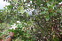  ( - BioBot06837)  @11 [ ] CreativeCommons - Attribution Non-Commercial Share-Alike (2010) Daniel H. Janzen Guanacaste Dry Forest Conservation Fund