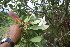  ( - BioBot06837)  @11 [ ] CreativeCommons - Attribution Non-Commercial Share-Alike (2010) Daniel H. Janzen Guanacaste Dry Forest Conservation Fund