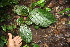  ( - BioBot06840)  @11 [ ] CreativeCommons - Attribution Non-Commercial Share-Alike (2010) Daniel H. Janzen Guanacaste Dry Forest Conservation Fund