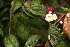  ( - BioBot06841)  @11 [ ] CreativeCommons - Attribution Non-Commercial Share-Alike (2010) Daniel H. Janzen Guanacaste Dry Forest Conservation Fund