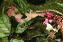  ( - BioBot06841)  @11 [ ] CreativeCommons - Attribution Non-Commercial Share-Alike (2010) Daniel H. Janzen Guanacaste Dry Forest Conservation Fund