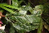  ( - BioBot06841)  @11 [ ] CreativeCommons - Attribution Non-Commercial Share-Alike (2010) Daniel H. Janzen Guanacaste Dry Forest Conservation Fund