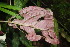  ( - BioBot06841)  @11 [ ] CreativeCommons - Attribution Non-Commercial Share-Alike (2010) Daniel H. Janzen Guanacaste Dry Forest Conservation Fund