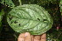  ( - BioBot06841)  @13 [ ] CreativeCommons - Attribution Non-Commercial Share-Alike (2010) Daniel H. Janzen Guanacaste Dry Forest Conservation Fund