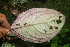 ( - BioBot06841)  @12 [ ] CreativeCommons - Attribution Non-Commercial Share-Alike (2010) Daniel H. Janzen Guanacaste Dry Forest Conservation Fund