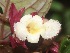  (Gesneriaceae Jorge226 - BioBot06841)  @13 [ ] CreativeCommons - Attribution Non-Commercial Share-Alike (2010) Daniel H. Janzen Guanacaste Dry Forest Conservation Fund