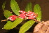  ( - BioBot06845)  @11 [ ] CreativeCommons - Attribution Non-Commercial Share-Alike (2010) Daniel H. Janzen Guanacaste Dry Forest Conservation Fund