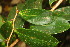  ( - BioBot06846)  @11 [ ] CreativeCommons - Attribution Non-Commercial Share-Alike (2010) Daniel H. Janzen Guanacaste Dry Forest Conservation Fund