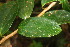  ( - BioBot06846)  @11 [ ] CreativeCommons - Attribution Non-Commercial Share-Alike (2010) Daniel H. Janzen Guanacaste Dry Forest Conservation Fund