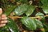  ( - BioBot06846)  @11 [ ] CreativeCommons - Attribution Non-Commercial Share-Alike (2010) Daniel H. Janzen Guanacaste Dry Forest Conservation Fund