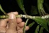  (Euphorbia elata - BioBot10000)  @11 [ ] Copyright (2010) Unspecified Unspecified